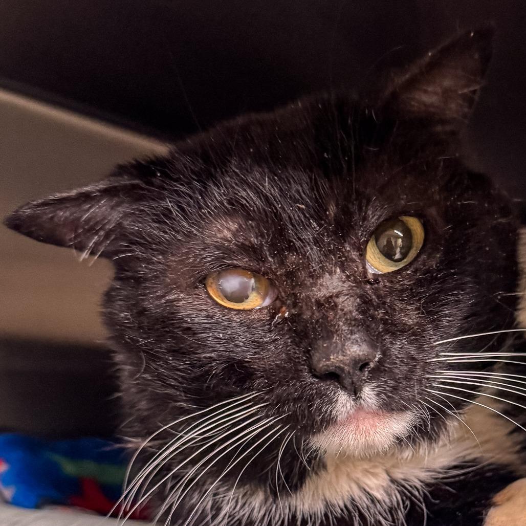 Enlarge Phoenix, a Adoptable Domestic Short Hair in Kennebunk, ME image 2/4