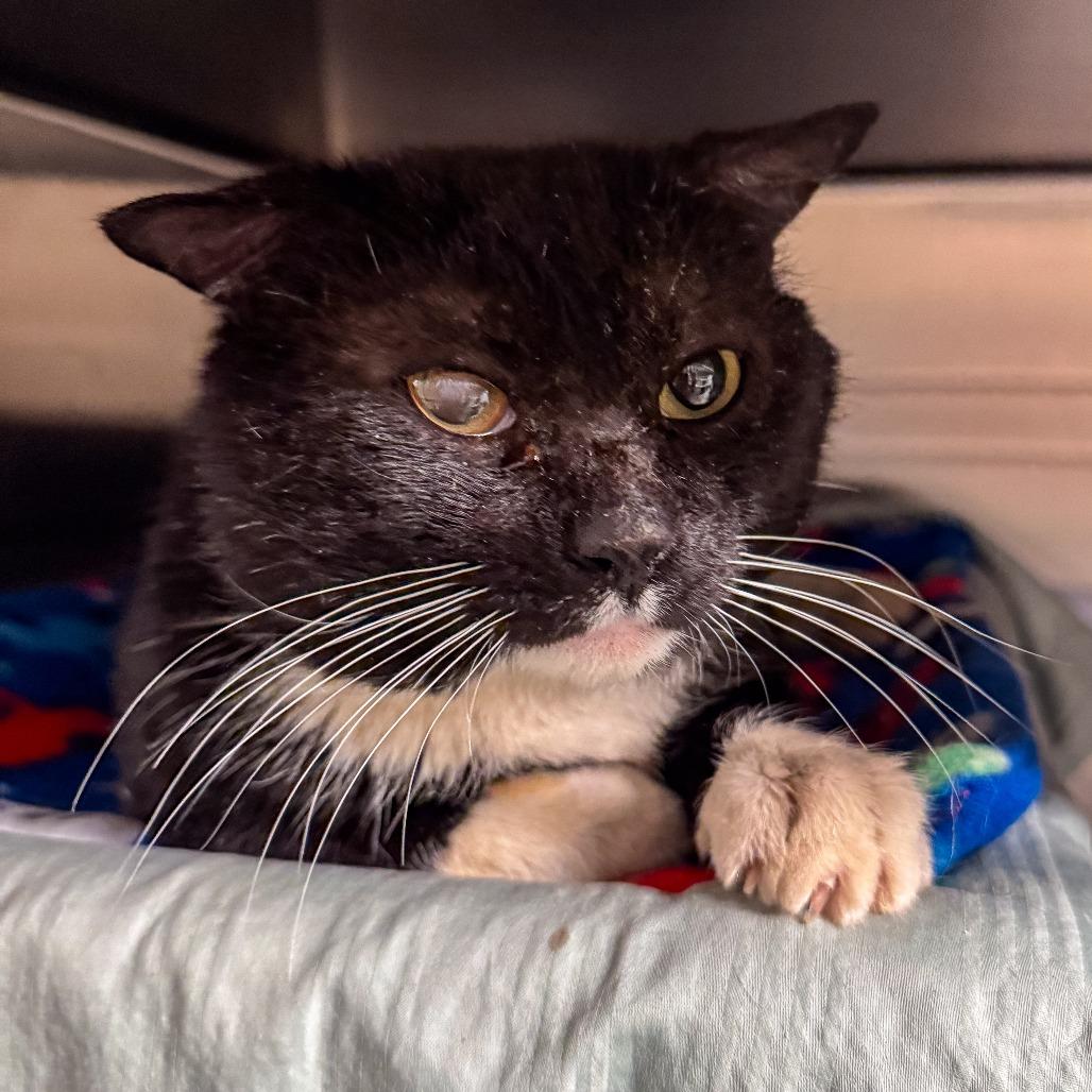 Enlarge Phoenix, a Adoptable Domestic Short Hair in Kennebunk, ME image 3/4