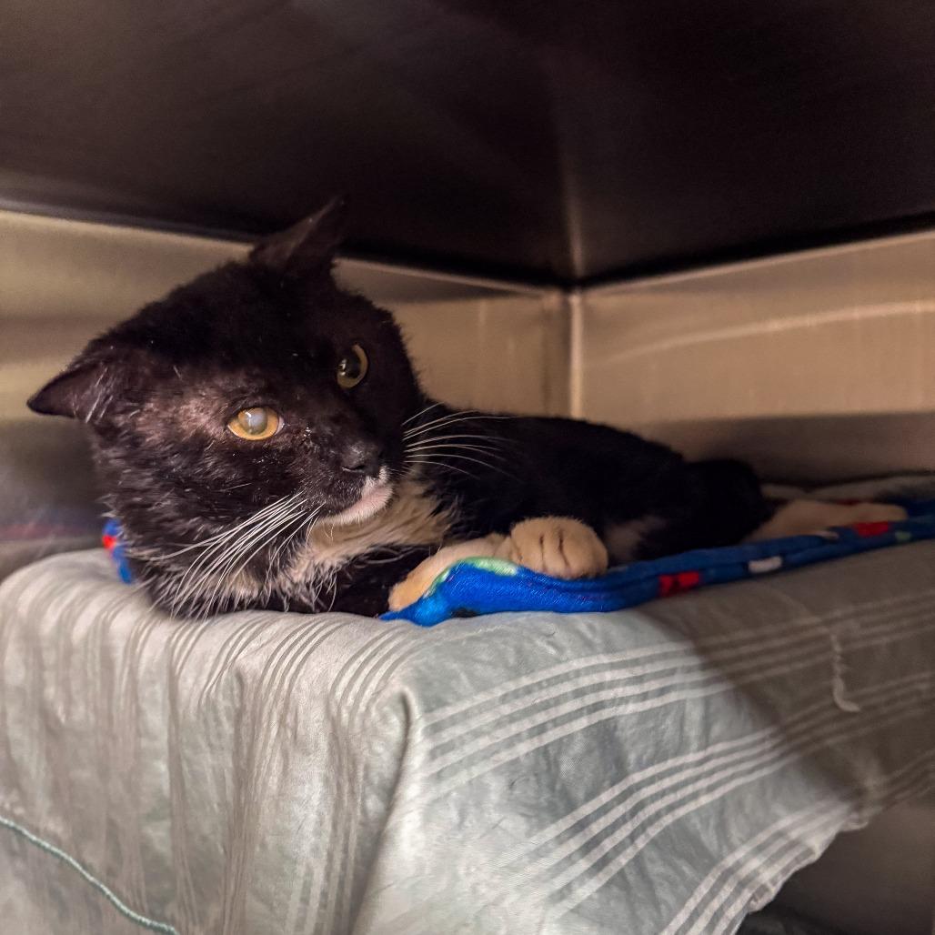 Enlarge Phoenix, a Adoptable Domestic Short Hair in Kennebunk, ME image 4/4