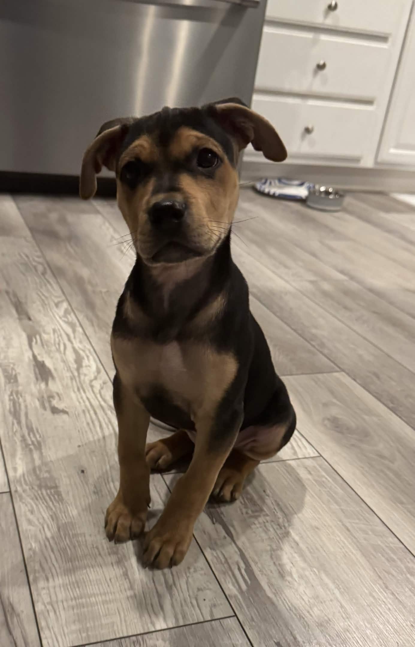 Gumbo, a Adoptable mixed breed in Homewood, IL image 2/2