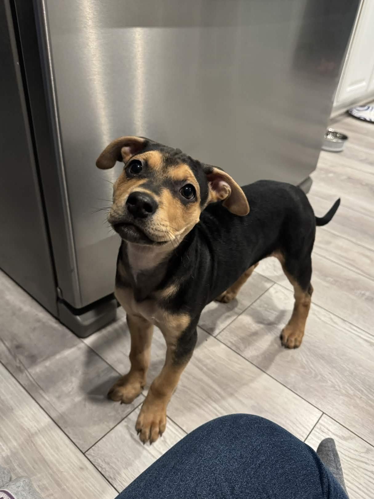 Gumbo, a Adoptable mixed breed in Homewood, IL image 1/2