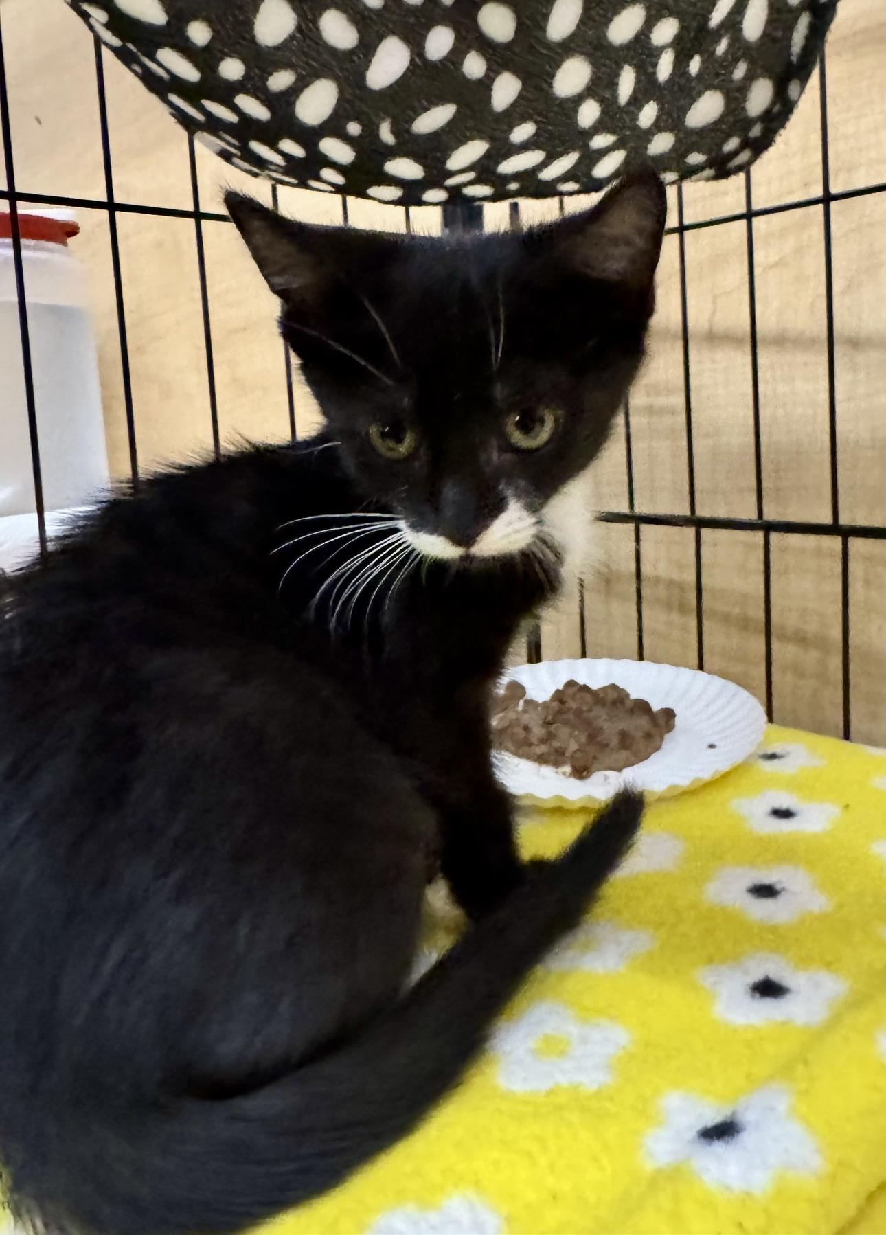 Alyssa, a Adoptable mixed breed in Albuquerque, NM image 6/6