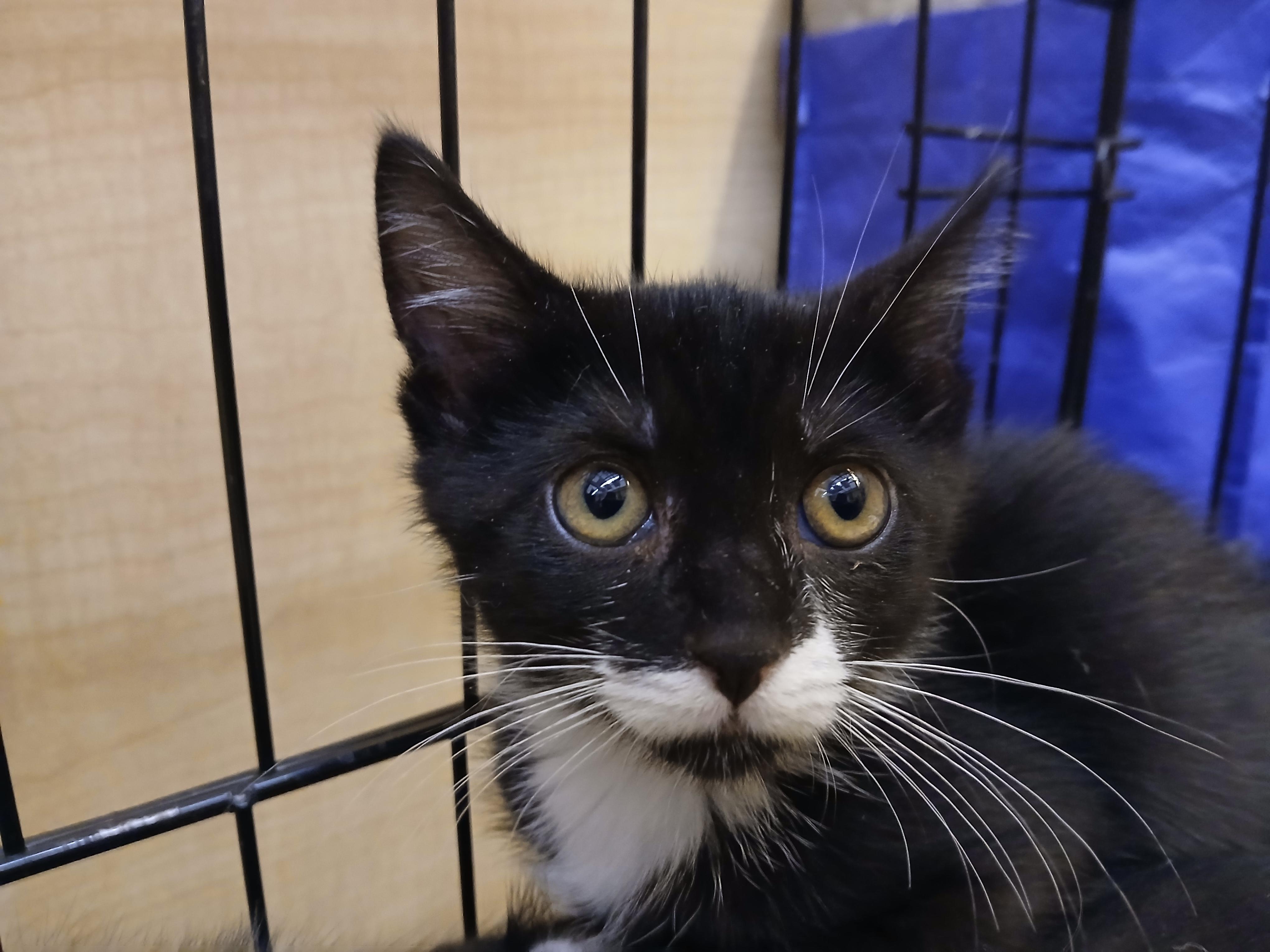 Alyssa, a Adoptable mixed breed in Albuquerque, NM image 5/6