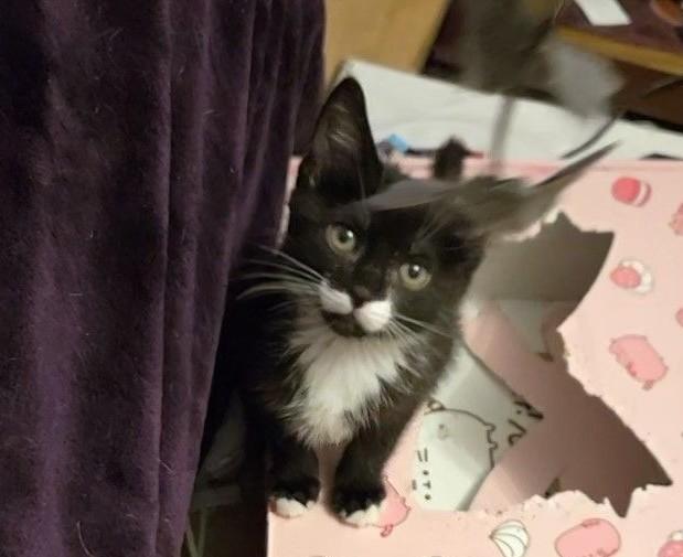 Alyssa, a Adoptable mixed breed in Albuquerque, NM image 2/6