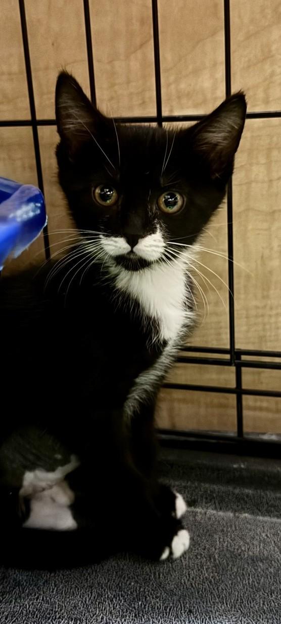 Alyssa, Adoptable, Kitten Female Tuxedo.