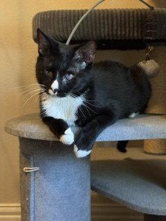 Lucky, Adoptable, Young Male Domestic Short Hair.