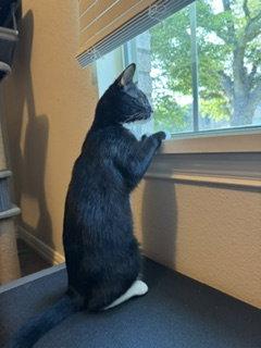 Lucky, a Adoptable Domestic Short Hair in McKinney, TX image 2/3