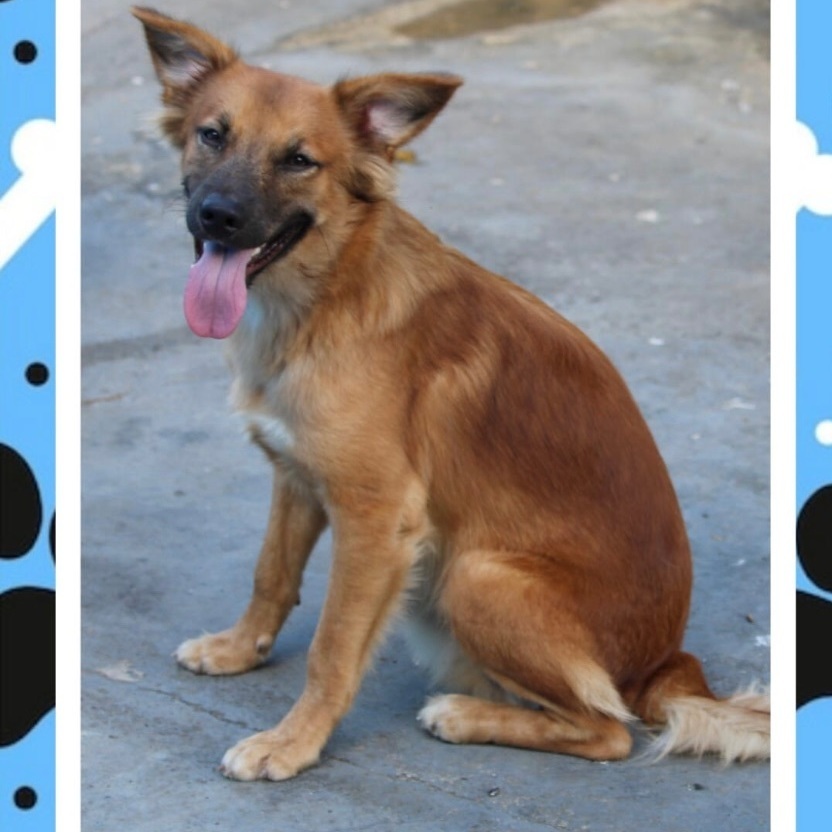 Germaine, an adoptable Mixed Breed in San Juan, PR_image-1