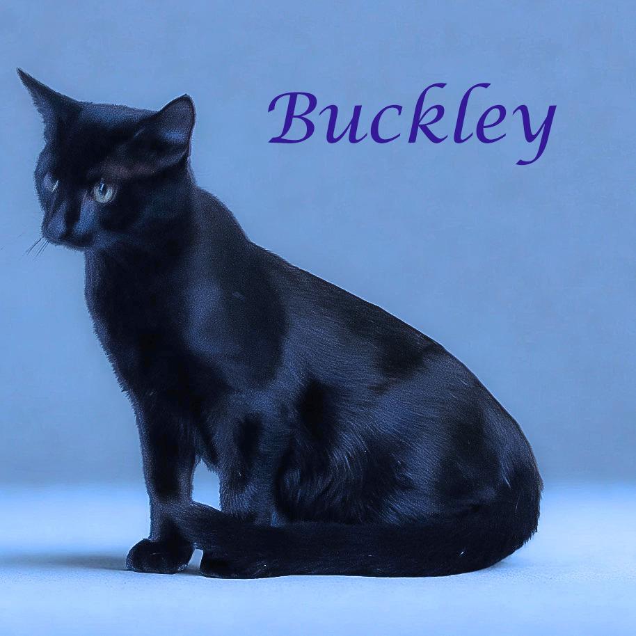 Buckley C25-282, a Adoptable Domestic Short Hair in Lebanon, TN image 1/6