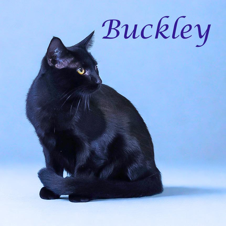 Buckley C25-282, a Adoptable Domestic Short Hair in Lebanon, TN image 3/6