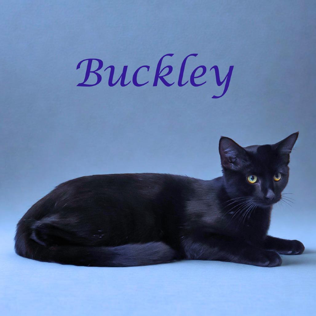 Buckley C25-282, a Adoptable Domestic Short Hair in Lebanon, TN image 4/6