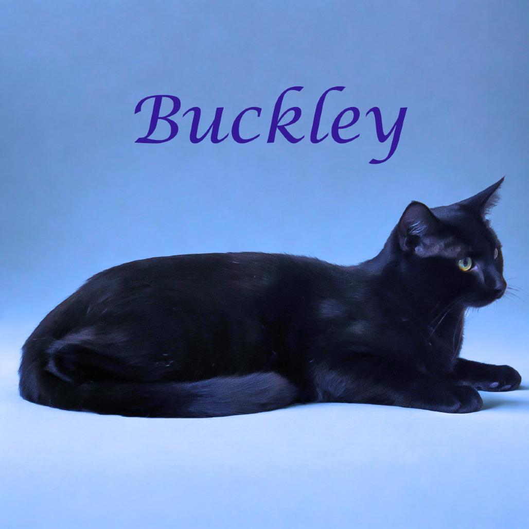 Buckley C25-282, a Adoptable Domestic Short Hair in Lebanon, TN image 5/6