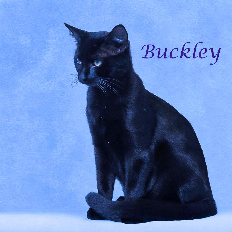 Buckley C25-282, a Adoptable Domestic Short Hair in Lebanon, TN image 6/6