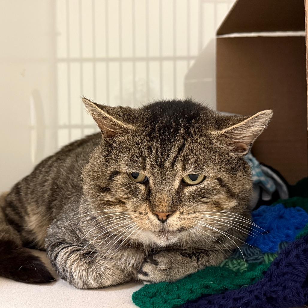 Bart, Adoptable, Adult Male Domestic Short Hair.