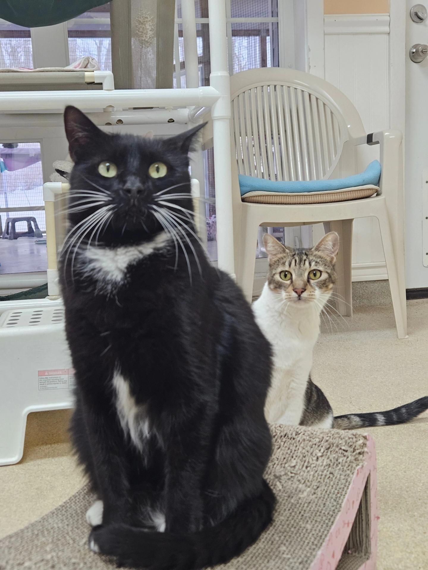 Enlarge Dylan, a Adoptable Tuxedo in Westbrook, CT image 6/6