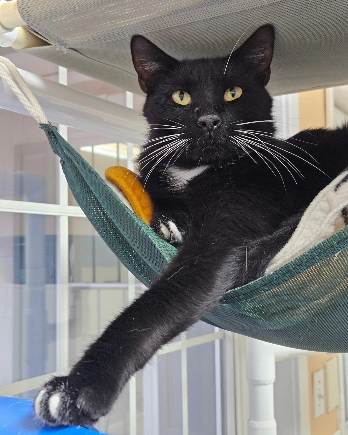 Dylan, a Adoptable Tuxedo in Westbrook, CT image 1/6