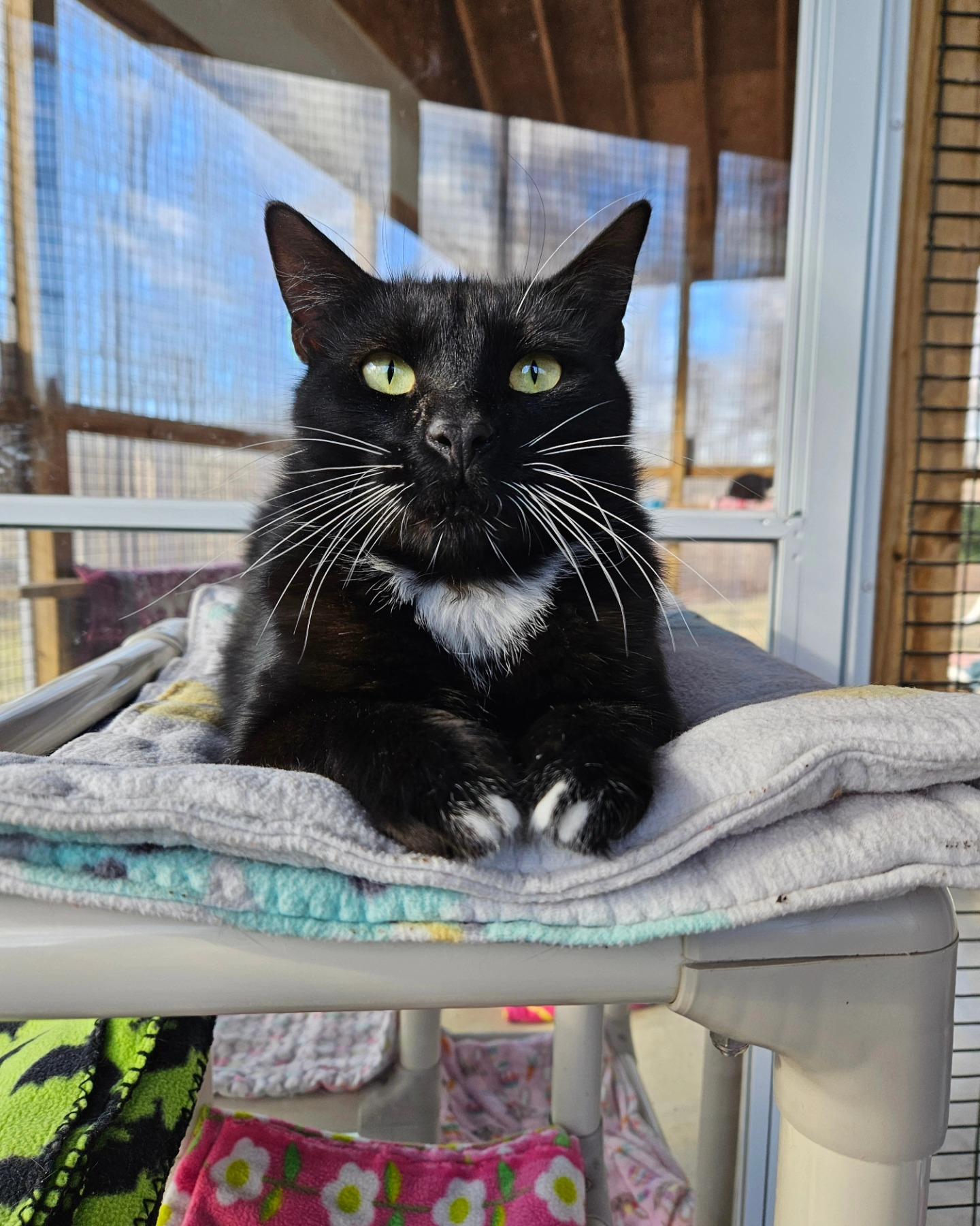 Dylan, a Adoptable Tuxedo in Westbrook, CT image 2/6