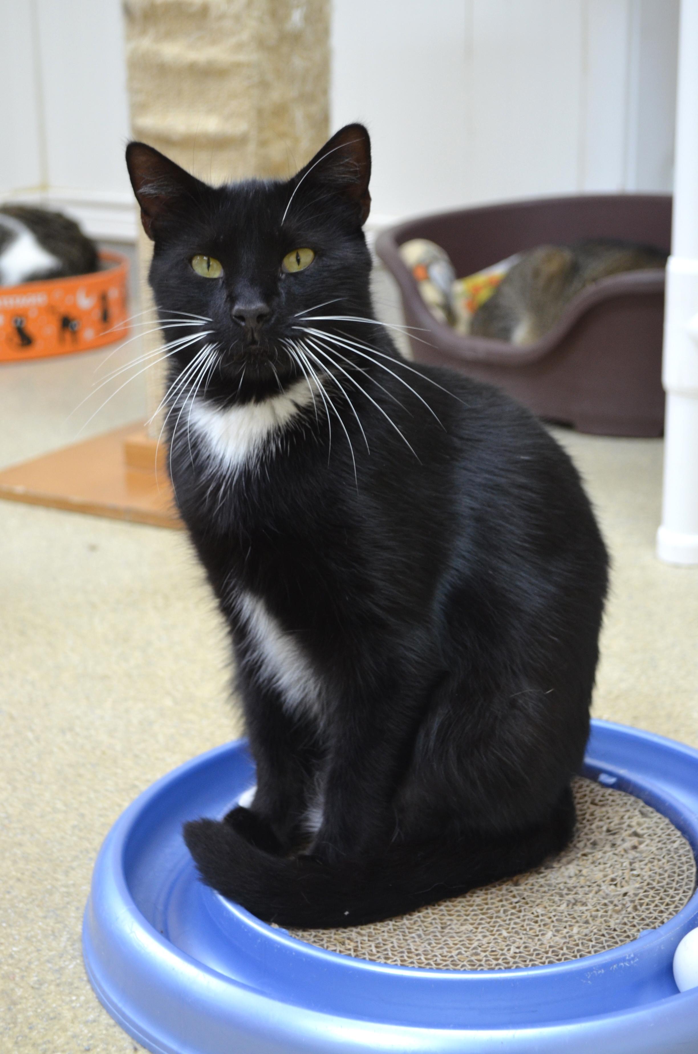 Enlarge Dylan, a Adoptable Tuxedo in Westbrook, CT image 5/6