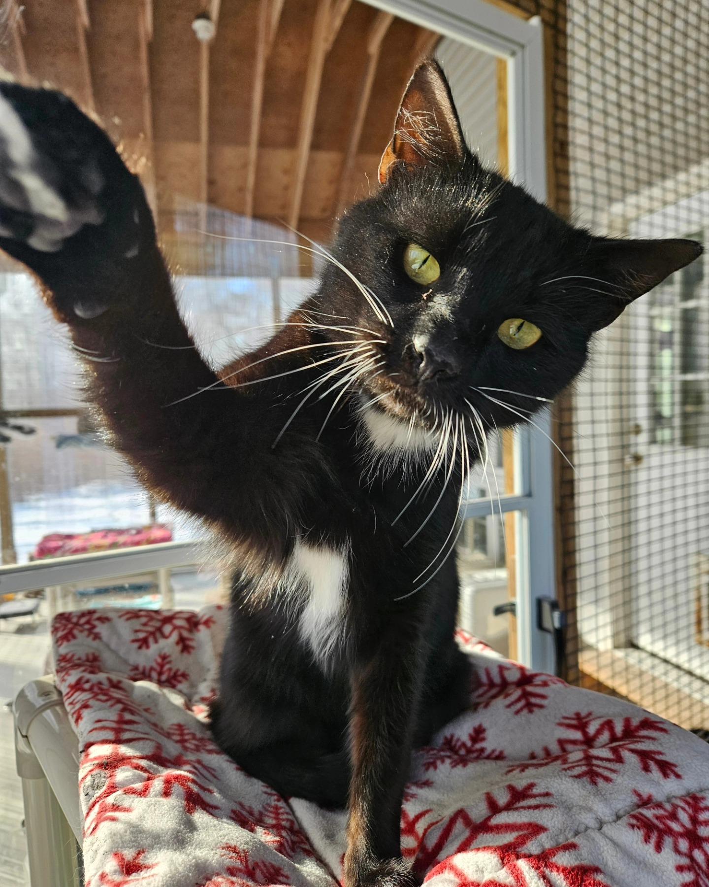 Dylan, a Adoptable Tuxedo in Westbrook, CT image 5/6