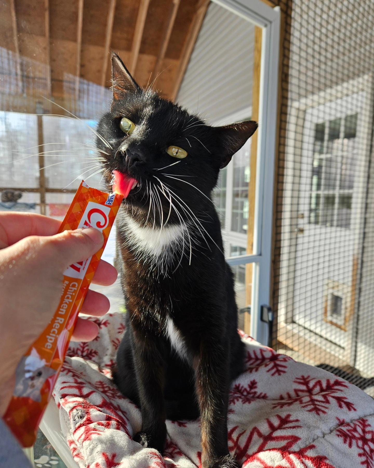 Dylan, a Adoptable Tuxedo in Westbrook, CT image 6/6