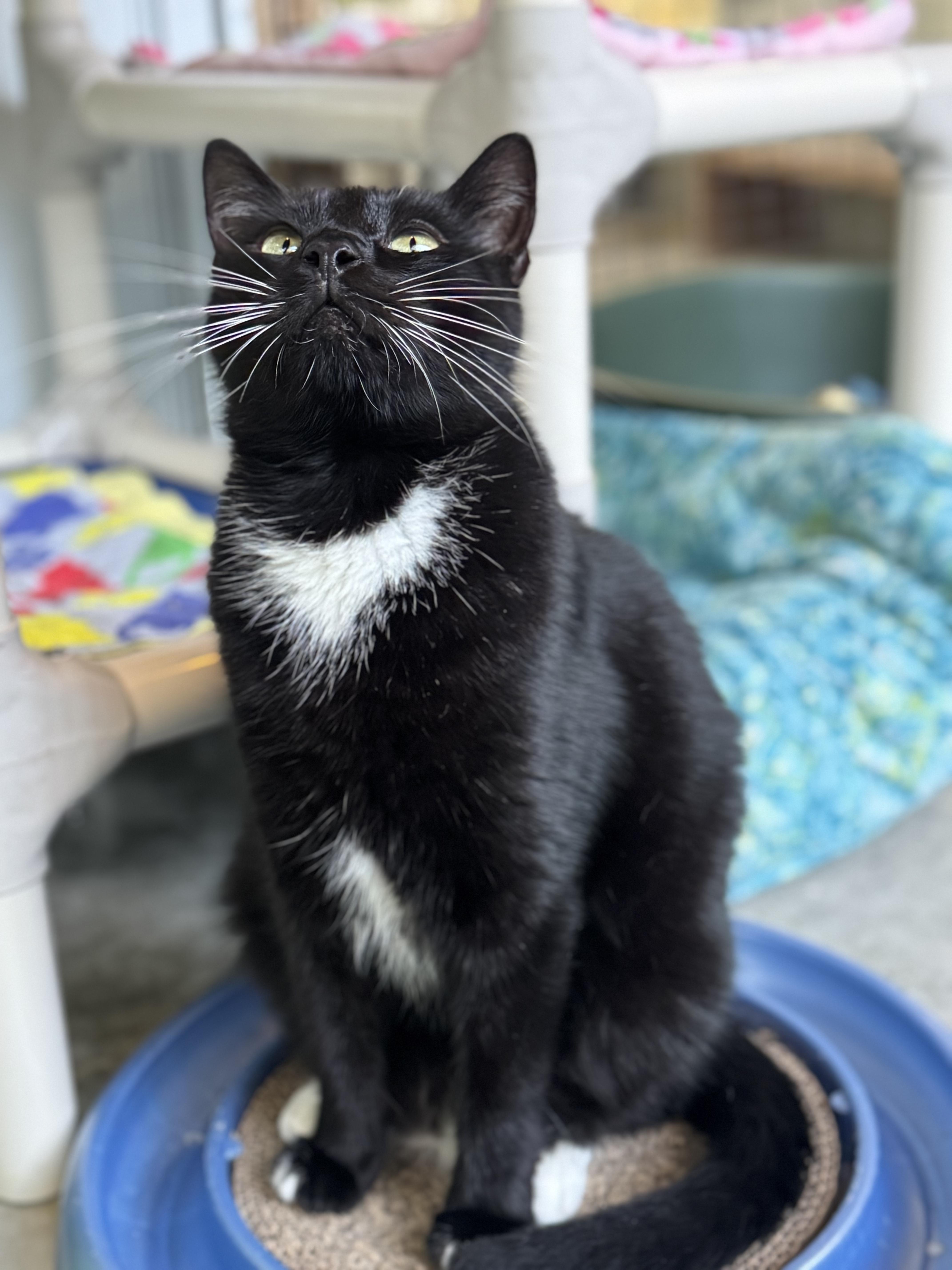 Dylan, a Adoptable Tuxedo in Westbrook, CT image 3/6
