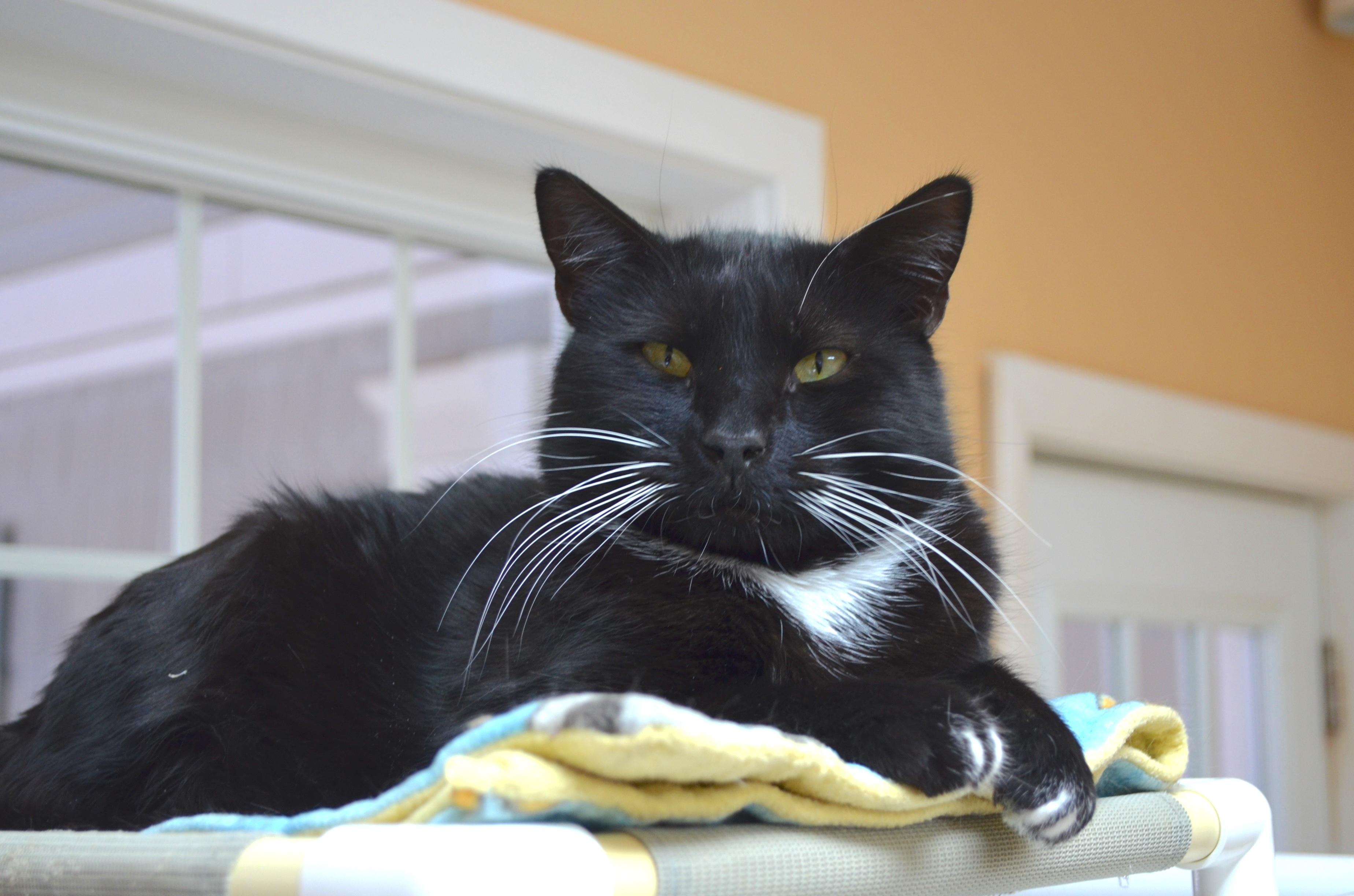 Enlarge Dylan, a Adoptable Tuxedo in Westbrook, CT image 1/6