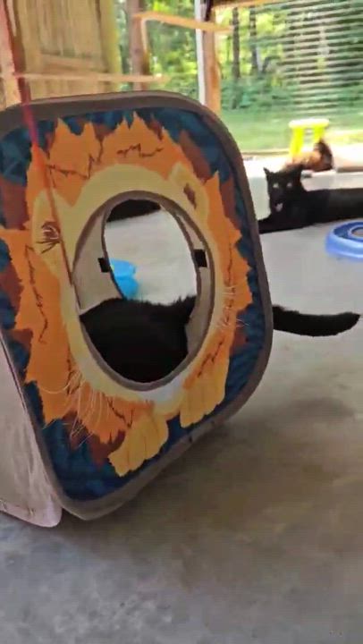 Enlarge Dylan, a Adoptable Tuxedo in Westbrook, CT video 4/6