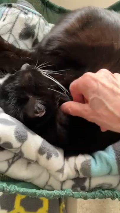 Enlarge Dylan, a Adoptable Tuxedo in Westbrook, CT video 4/6