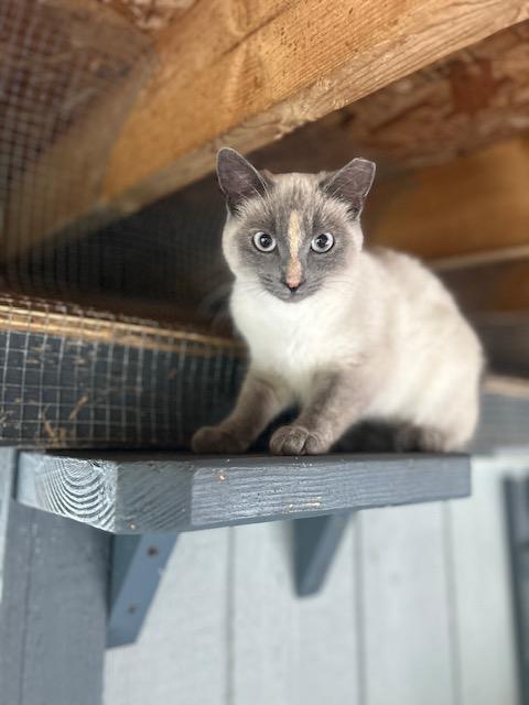 Enlarge Ellie (bonded with Maggie), a ADOPTABLE Domestic Short Hair in Ashland, OH image 1/2