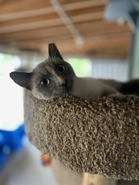 Enlarge Ellie (bonded with Maggie), a ADOPTABLE Domestic Short Hair in Ashland, OH image 2/2