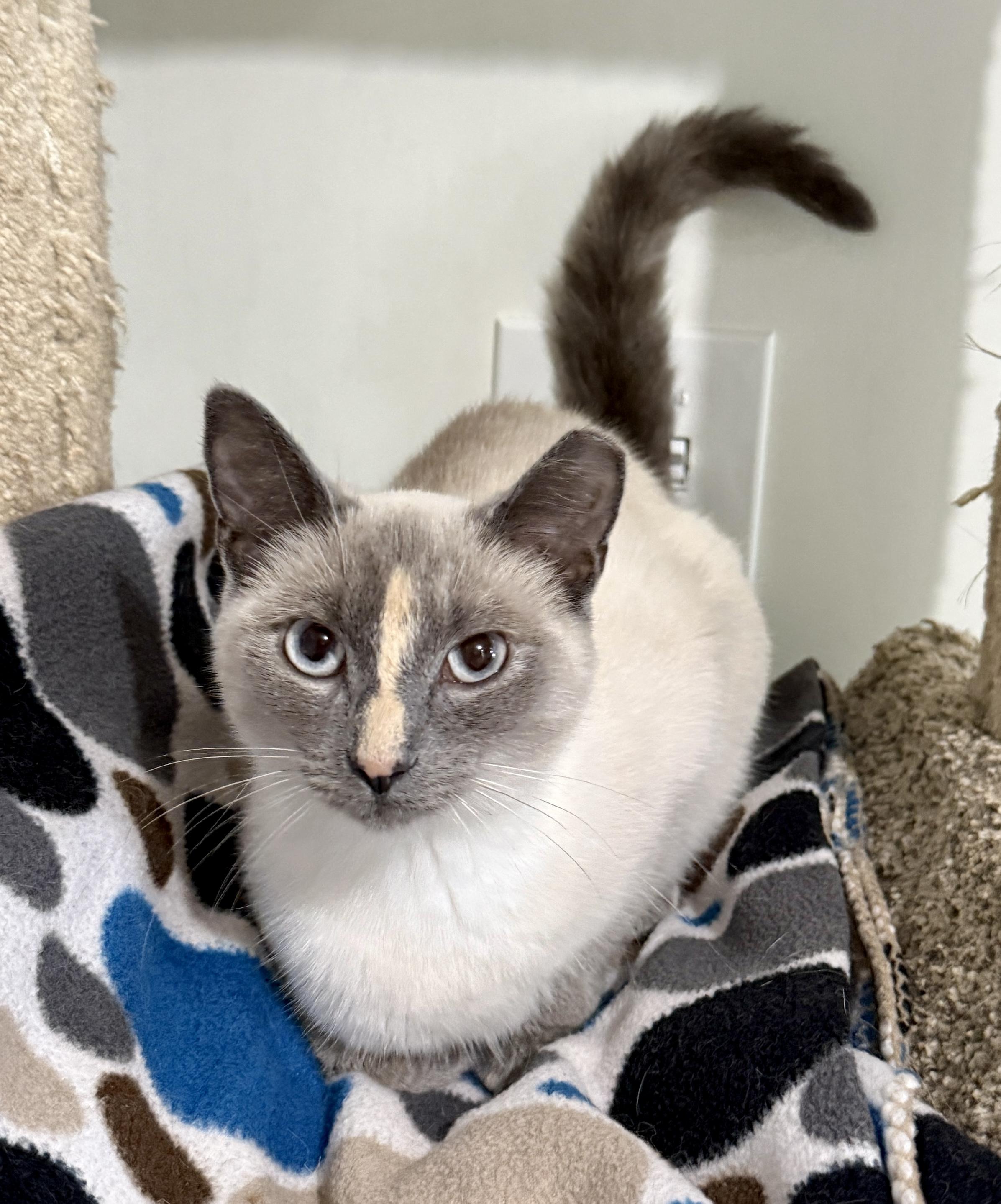 Ellie, a ADOPTABLE Siamese in Ashland, OH image 2/6