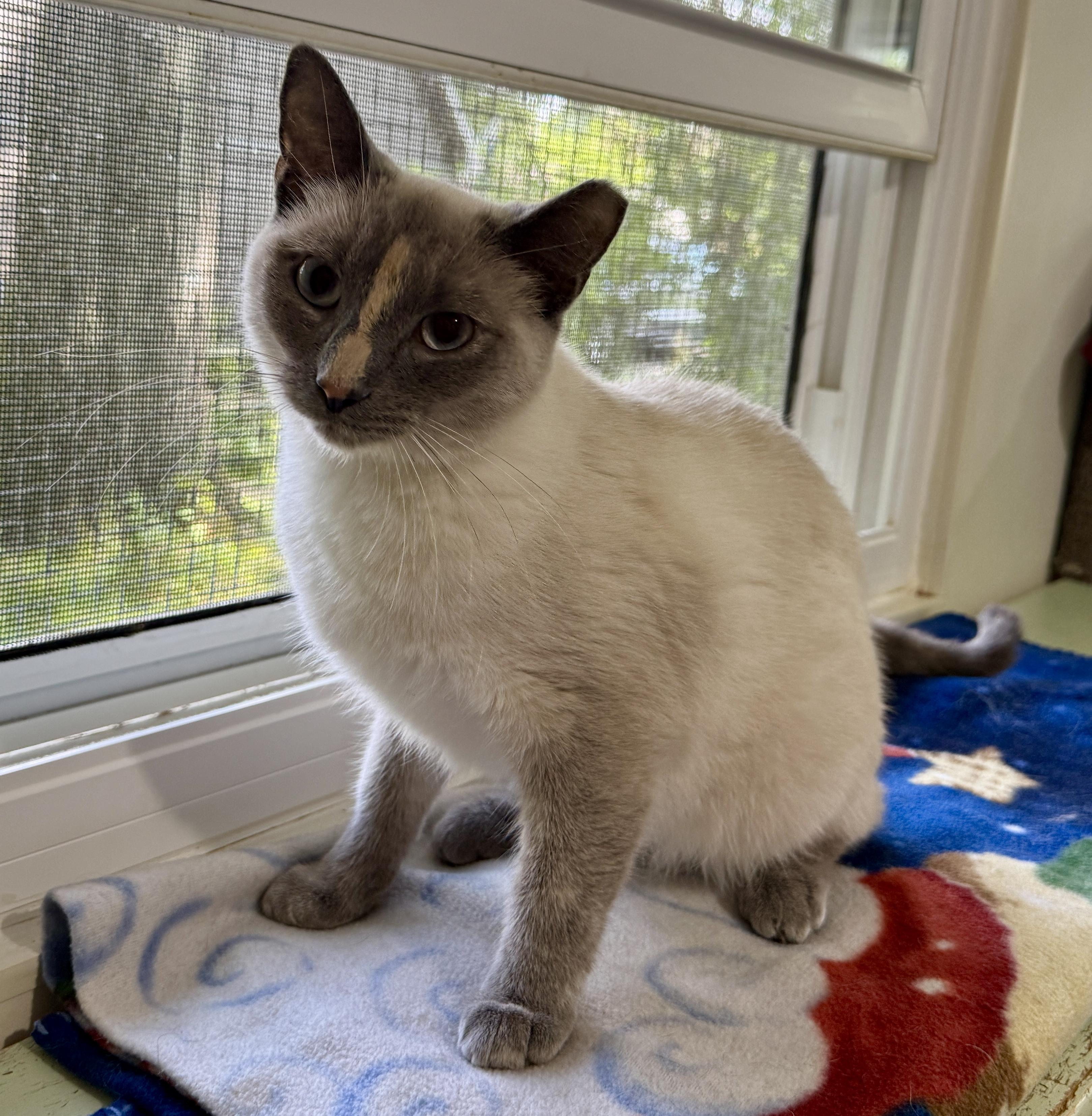 Ellie, a ADOPTABLE Siamese in Ashland, OH image 5/6