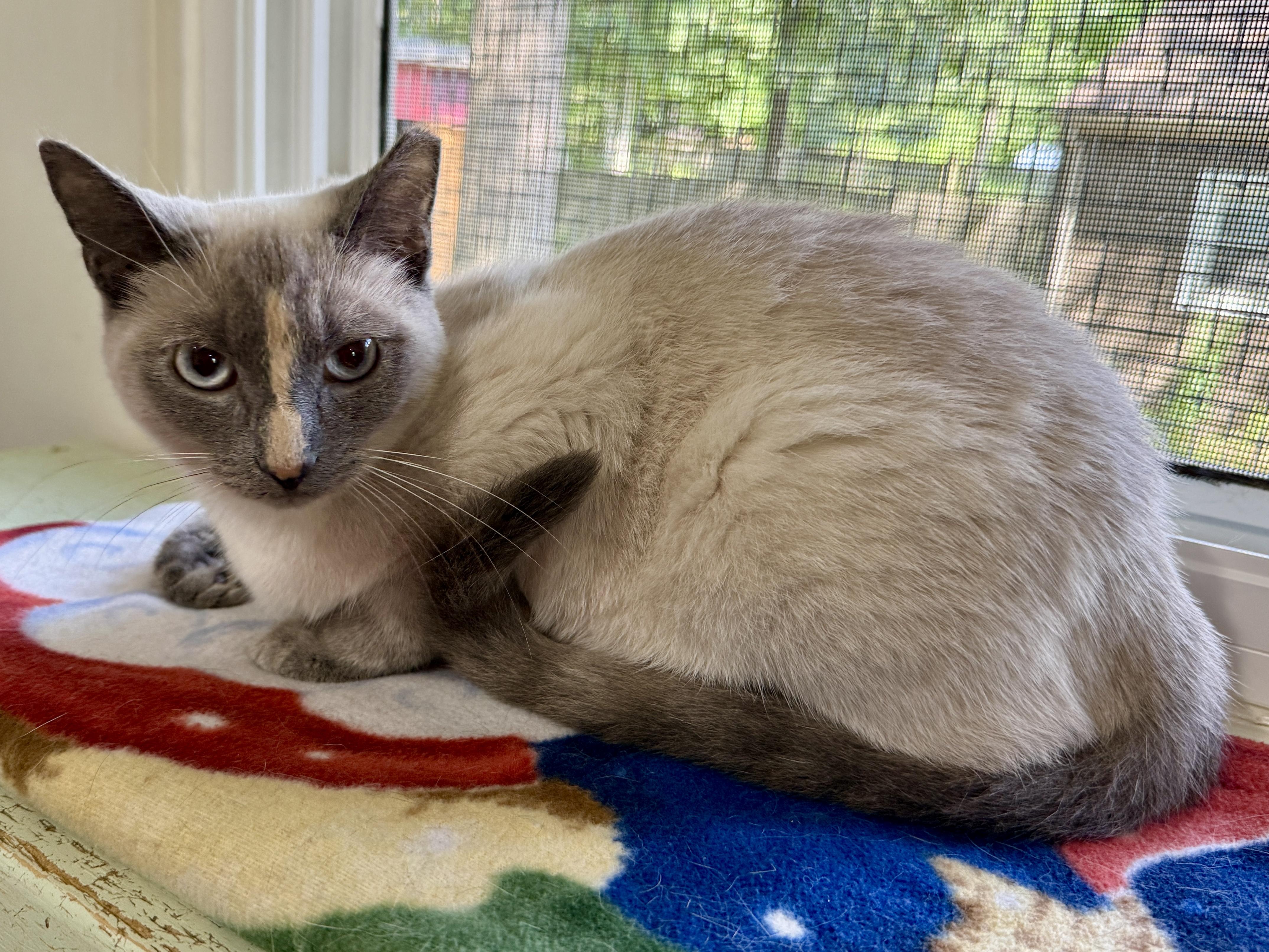 Ellie, a ADOPTABLE Siamese in Ashland, OH image 3/6