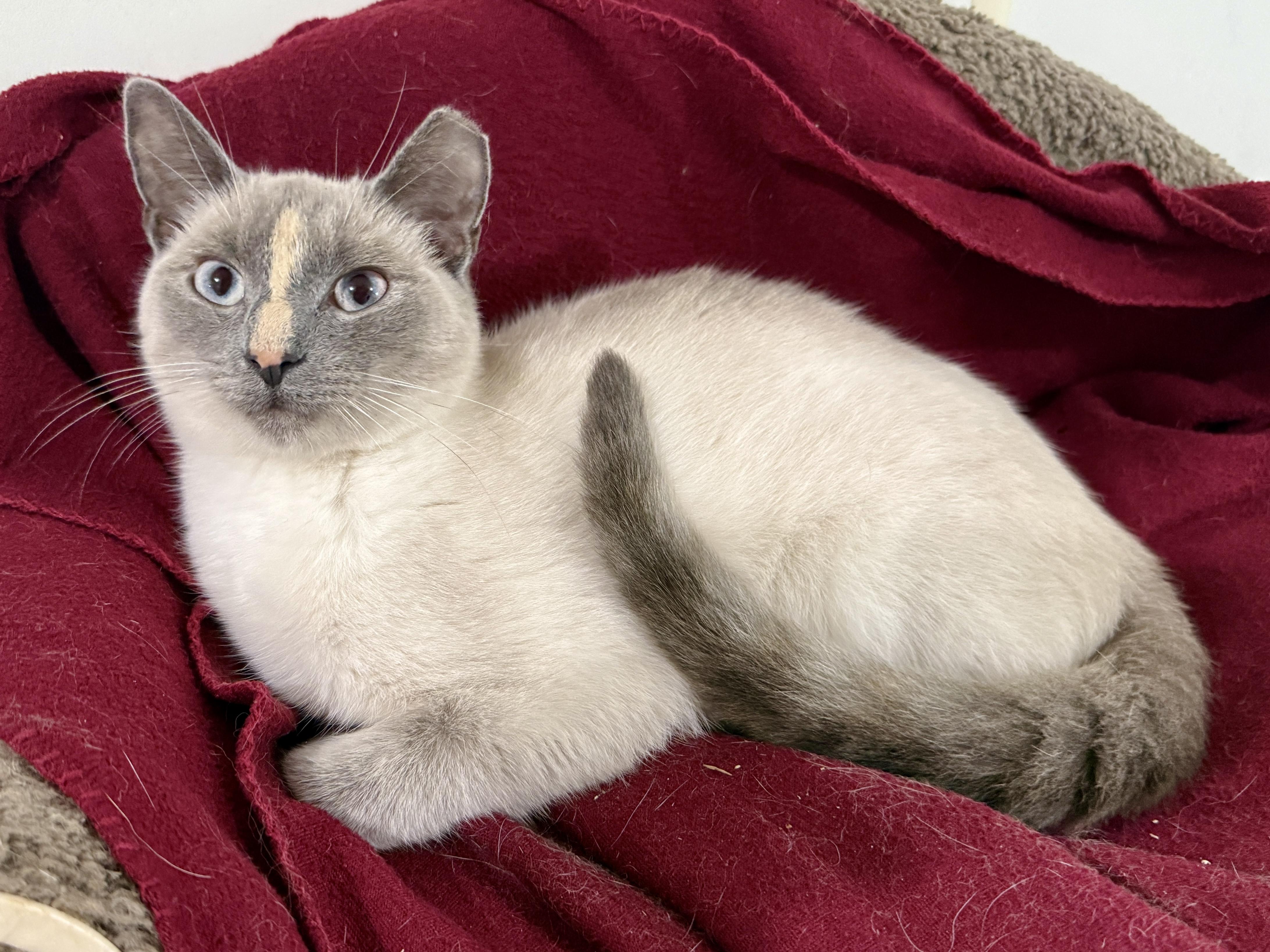 Ellie, a ADOPTABLE Siamese in Ashland, OH image 4/6