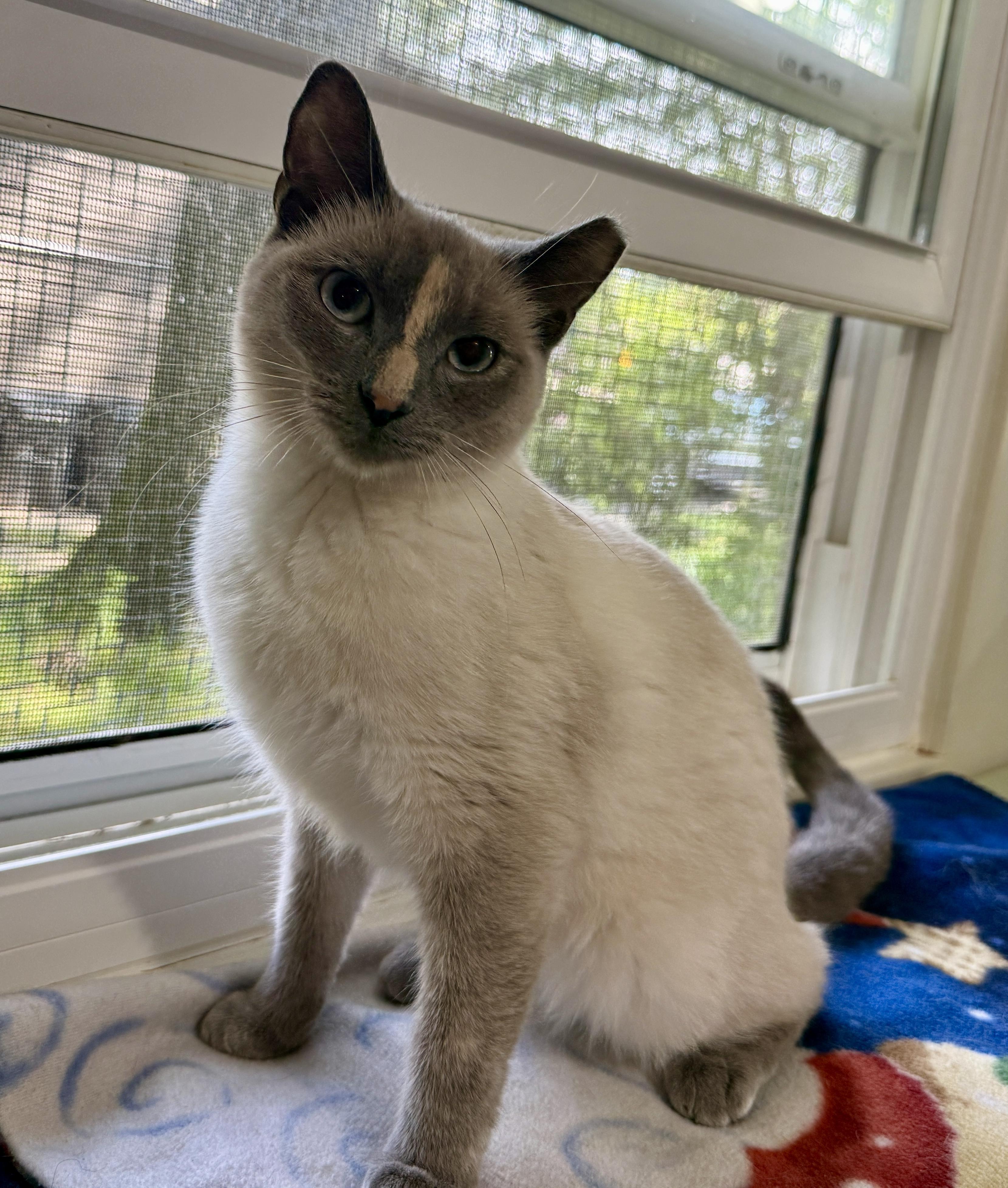 Ellie, a ADOPTABLE Siamese in Ashland, OH image 1/6