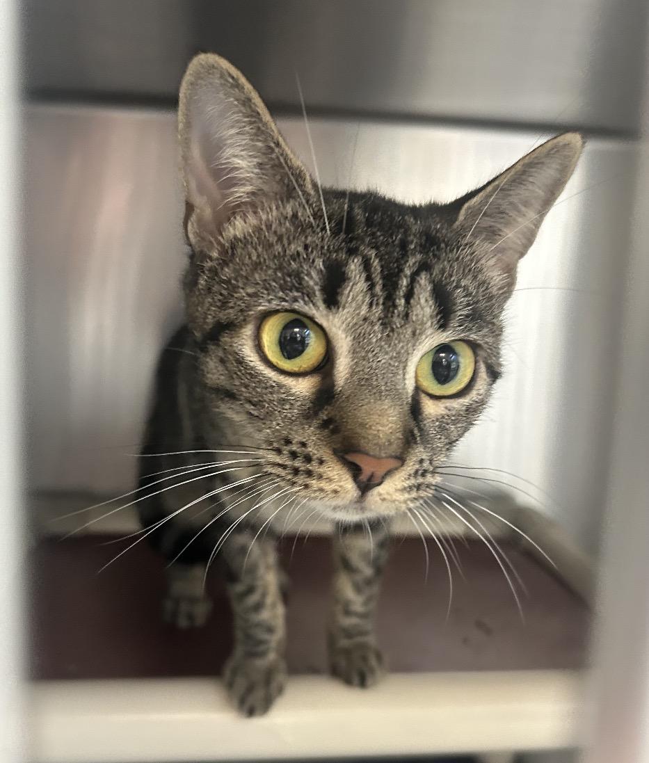 Simba, ADOPTABLE, Young Female Domestic Short Hair & Tabby.