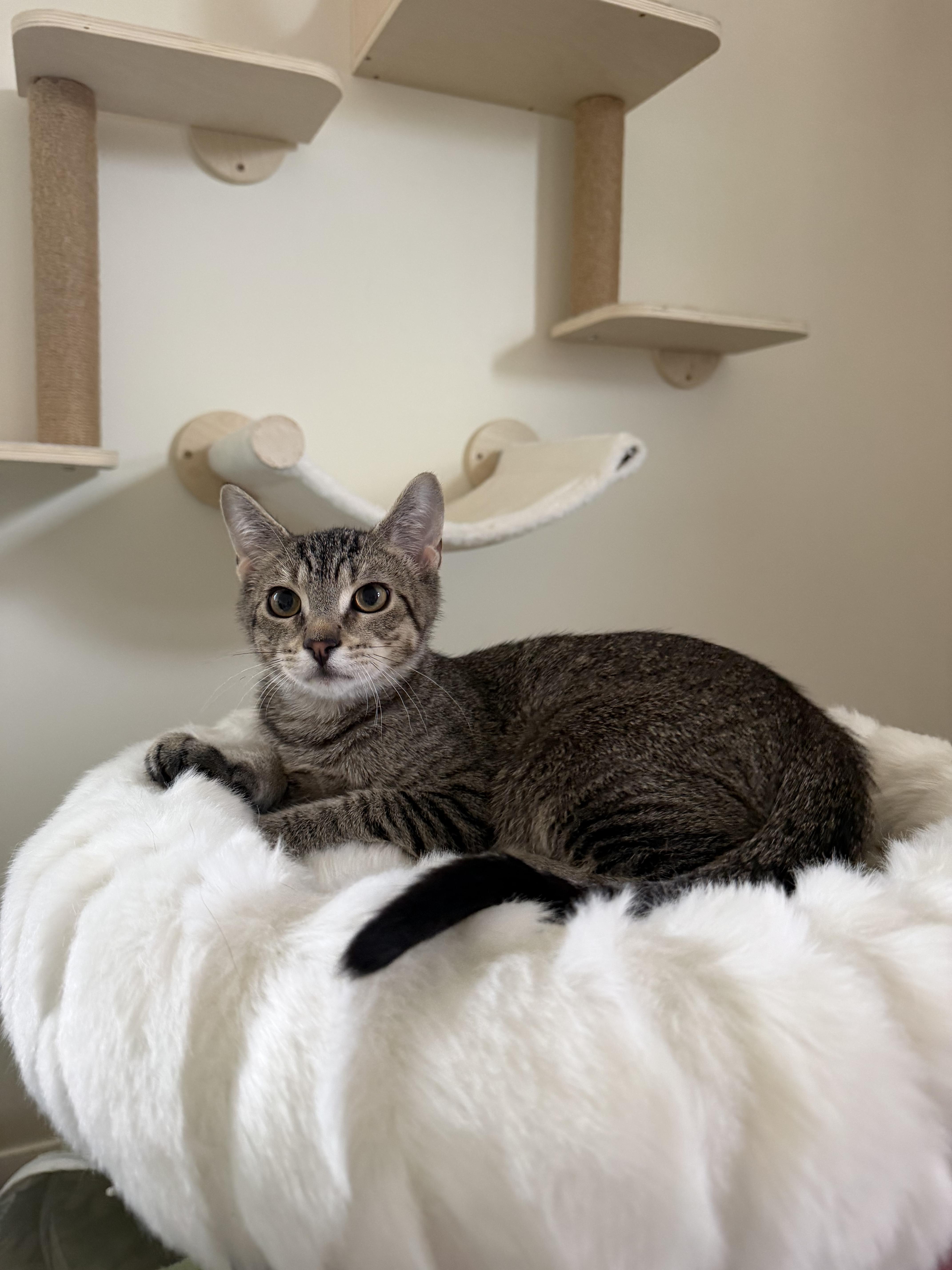 Enlarge JALAPENO, a ADOPTABLE Domestic Short Hair in Chicago Ridge, IL image 3/5
