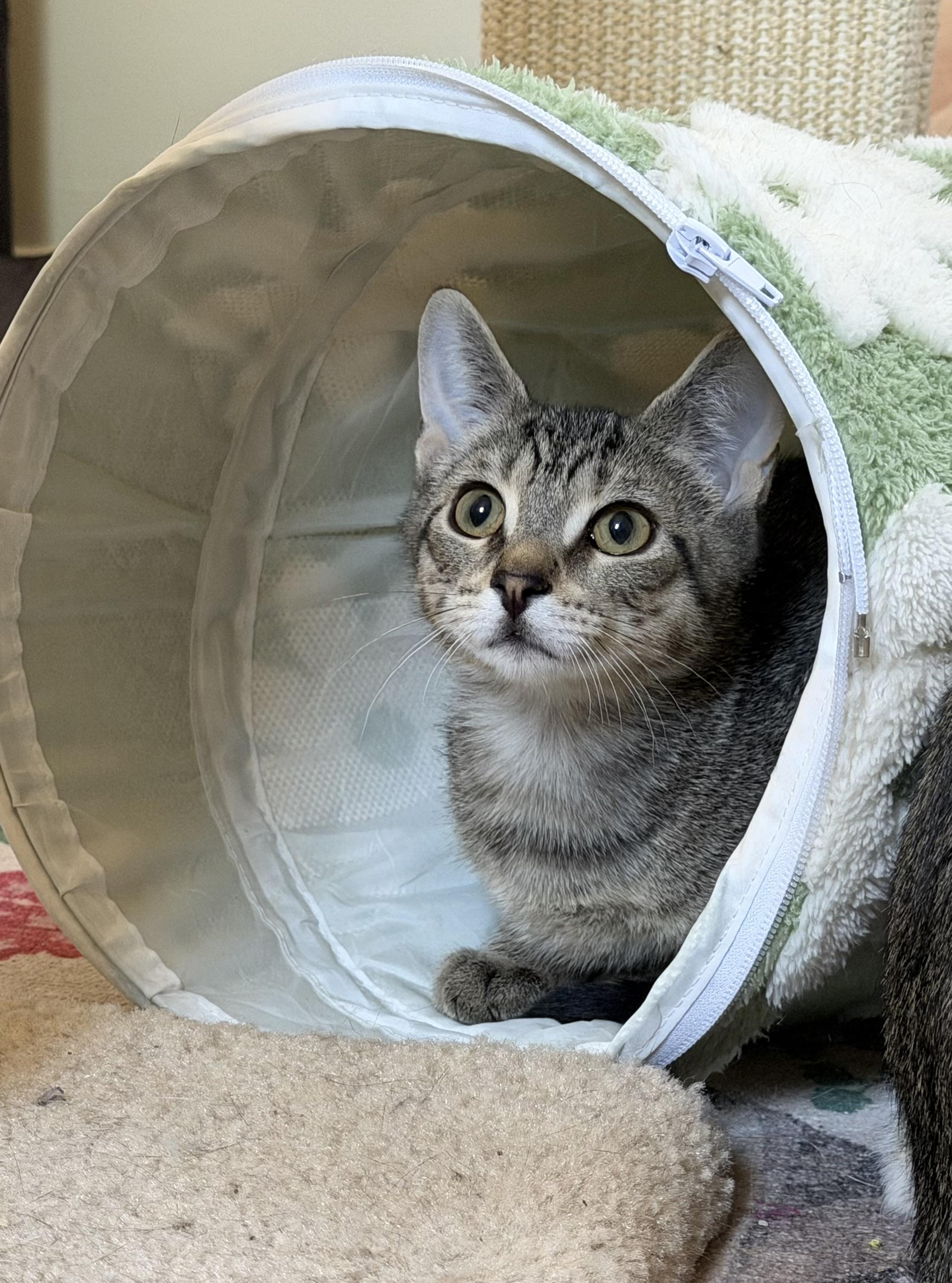 Enlarge JALAPENO, a ADOPTABLE Domestic Short Hair in Chicago Ridge, IL image 2/5
