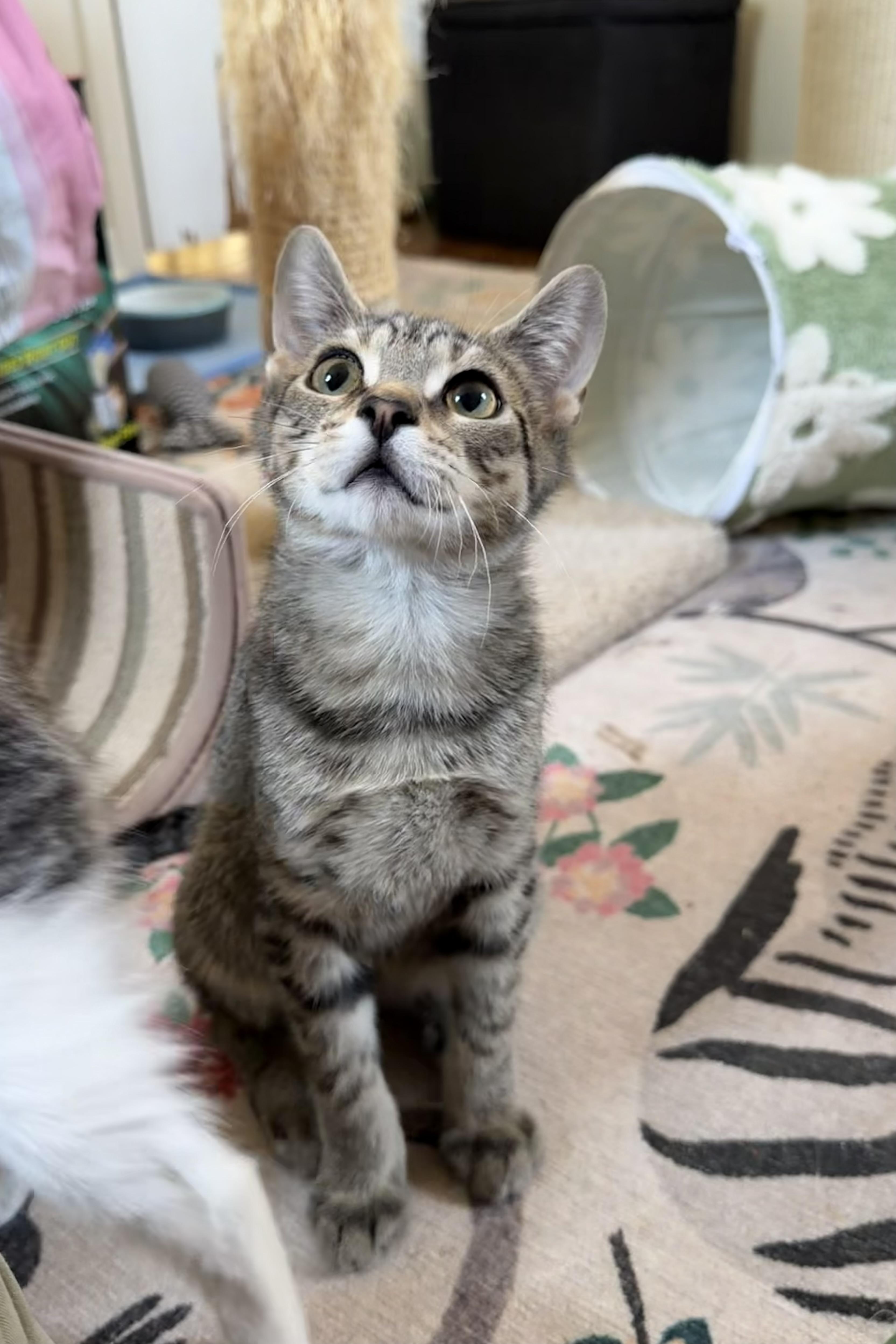JALAPENO, ADOPTABLE, Young Male Domestic Short Hair.
