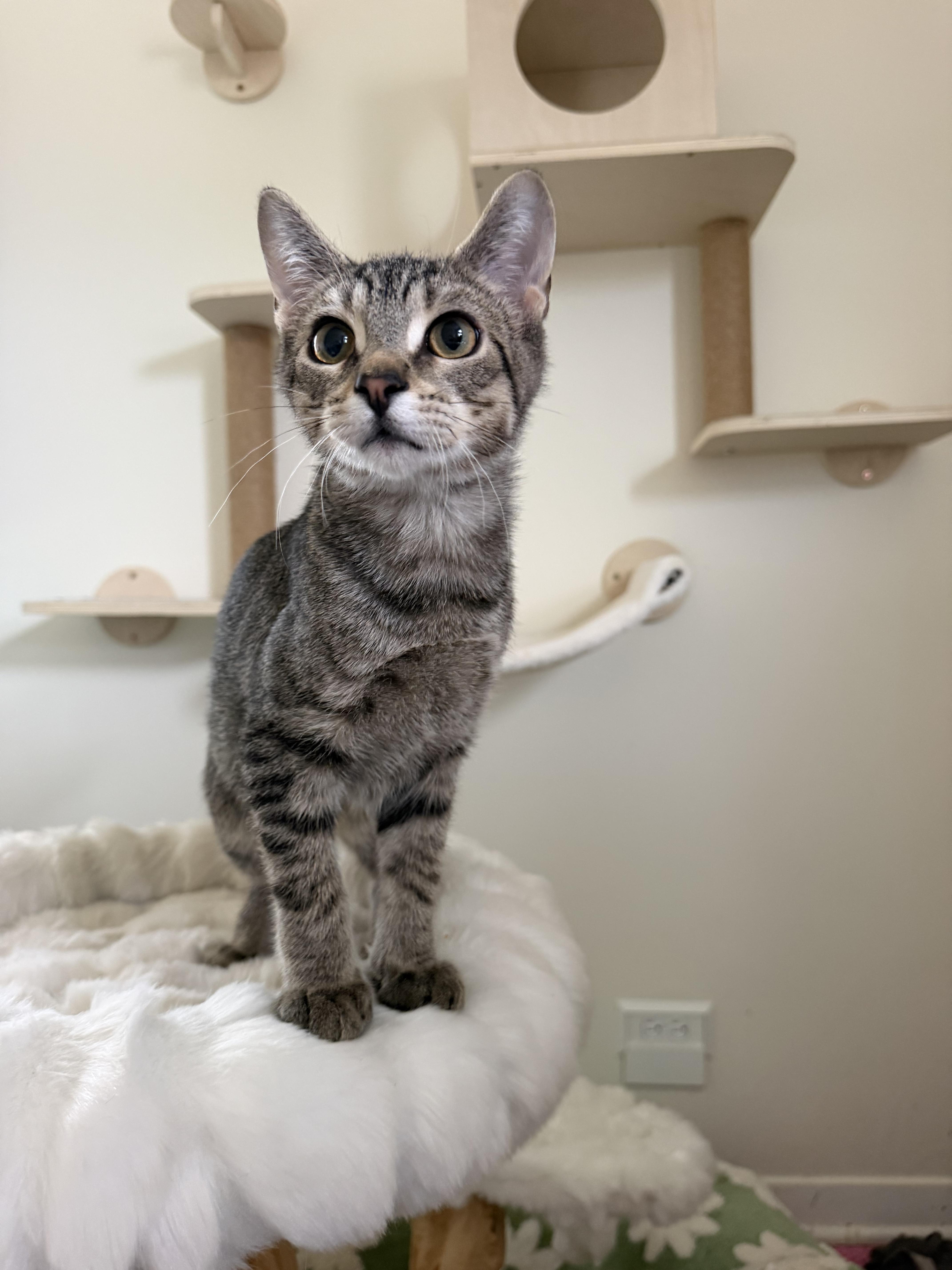 Enlarge JALAPENO, a ADOPTABLE Domestic Short Hair in Chicago Ridge, IL image 4/5