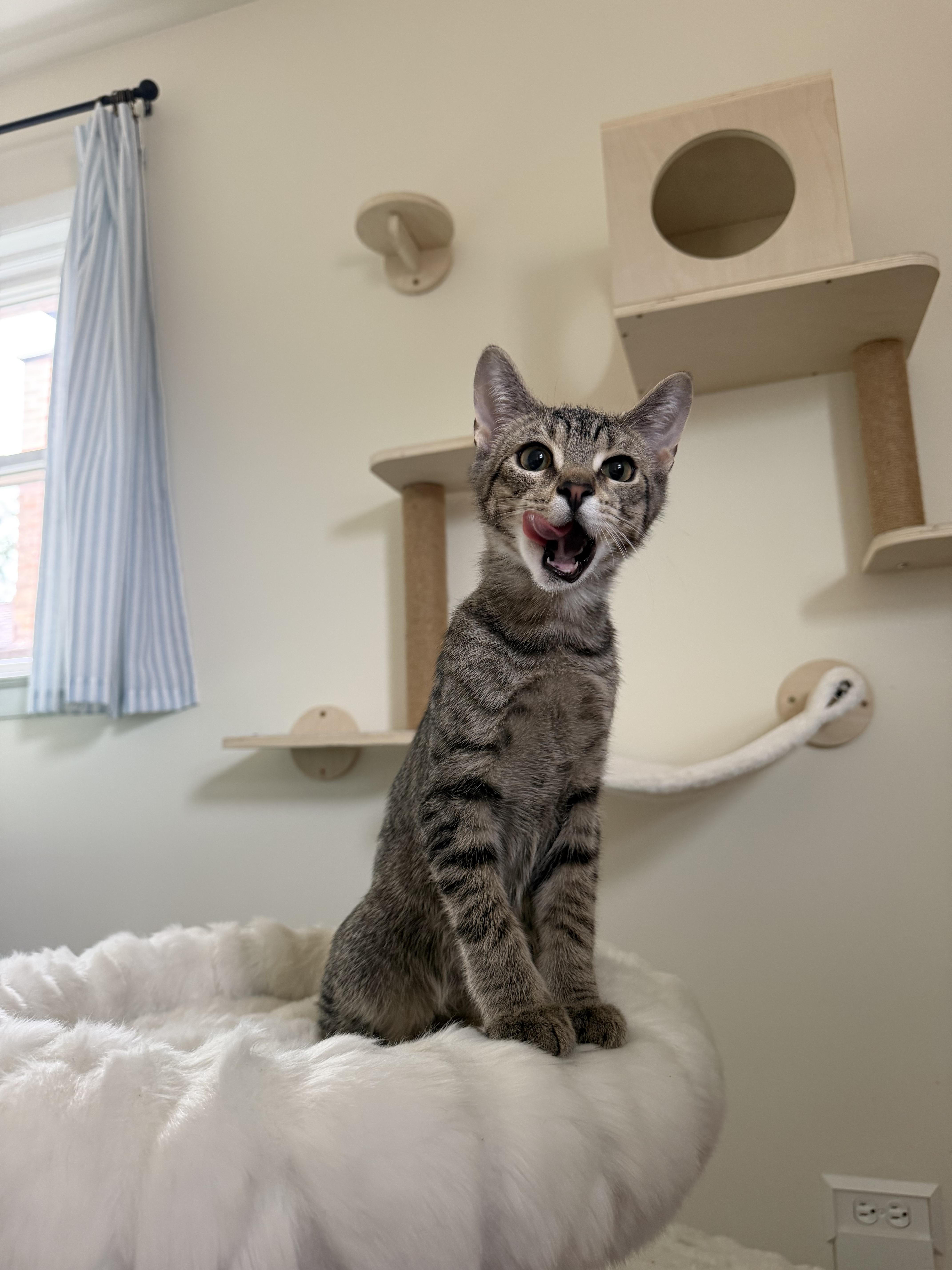 Enlarge JALAPENO, a ADOPTABLE Domestic Short Hair in Chicago Ridge, IL image 5/5