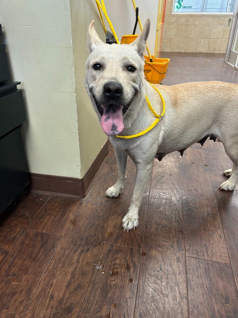 Dog Kennel #24, Adoptable, Adult Female Shepherd & Mixed Breed.