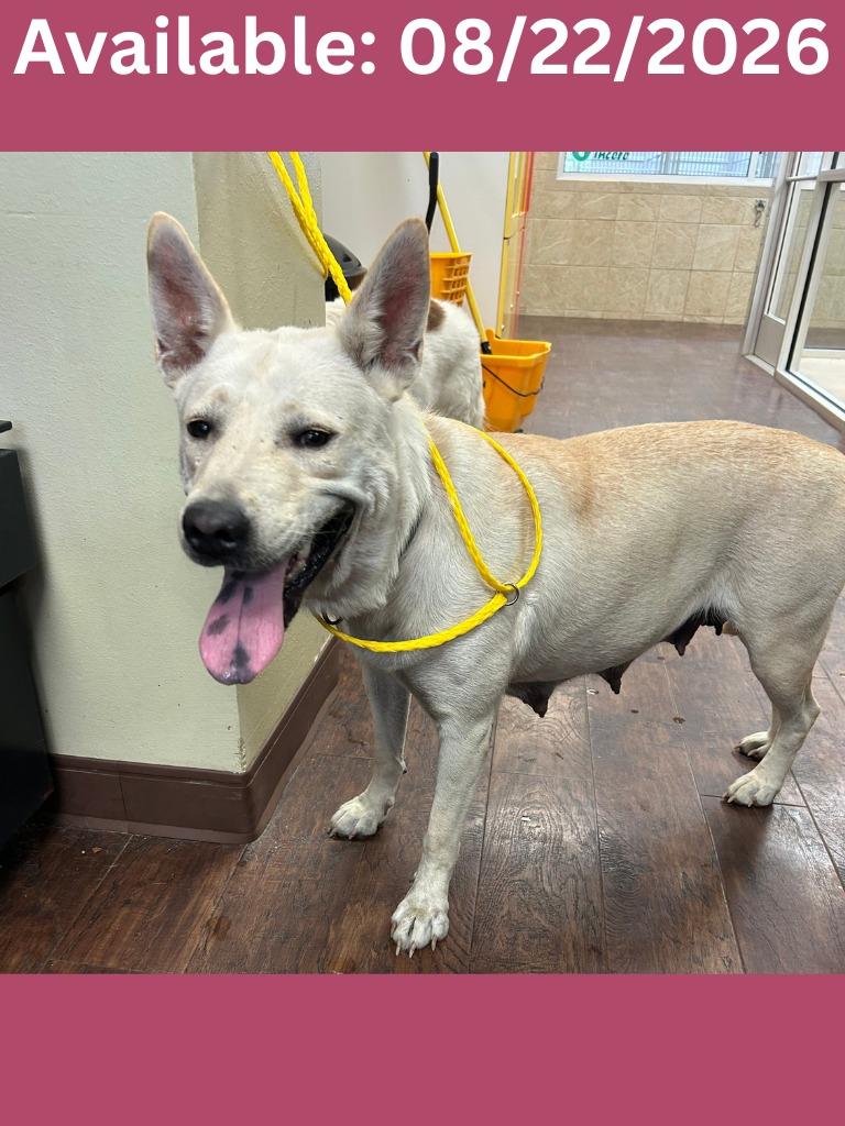 Enlarge Dog Kennel #24, a Adoptable mixed breed in Greenville, TX image 2/3