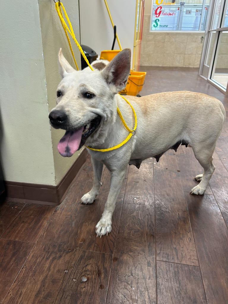 Enlarge Dog Kennel #24, a Adoptable mixed breed in Greenville, TX image 3/3
