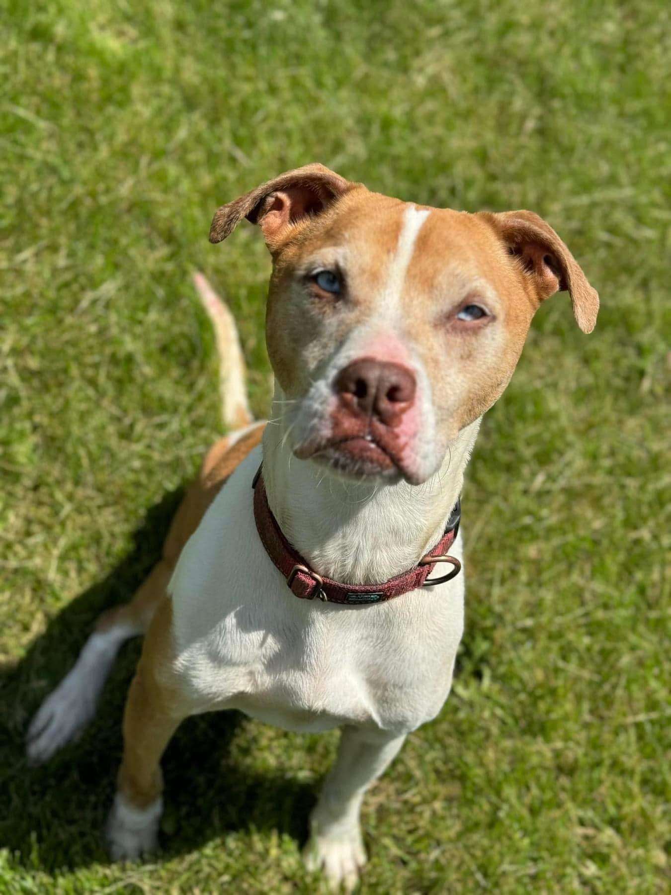 Enlarge Cash (Aka. Folsom), a Adoptable mixed breed in Lacon, IL image 5/5