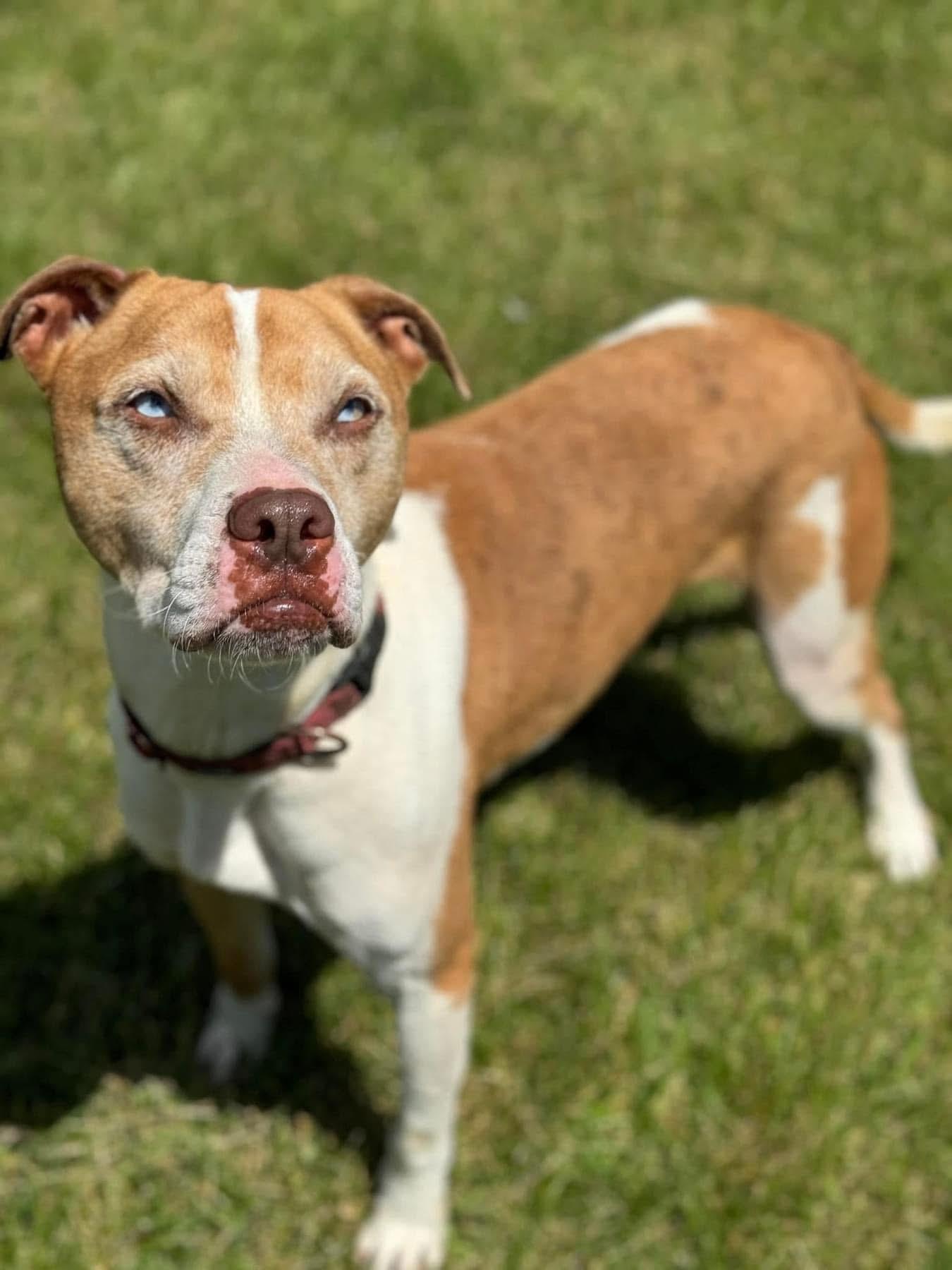 Enlarge Cash (Aka. Folsom), a Adoptable mixed breed in Lacon, IL image 1/5