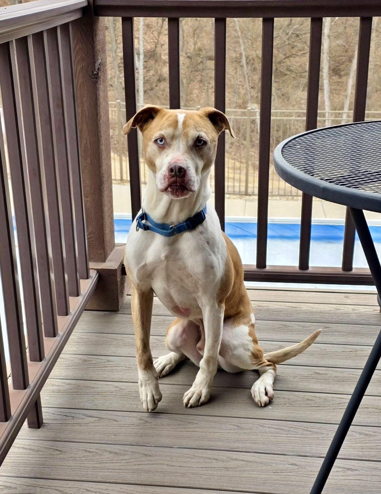 Enlarge Cash (Aka. Folsom), a Adoptable mixed breed in Lacon, IL image 1/6