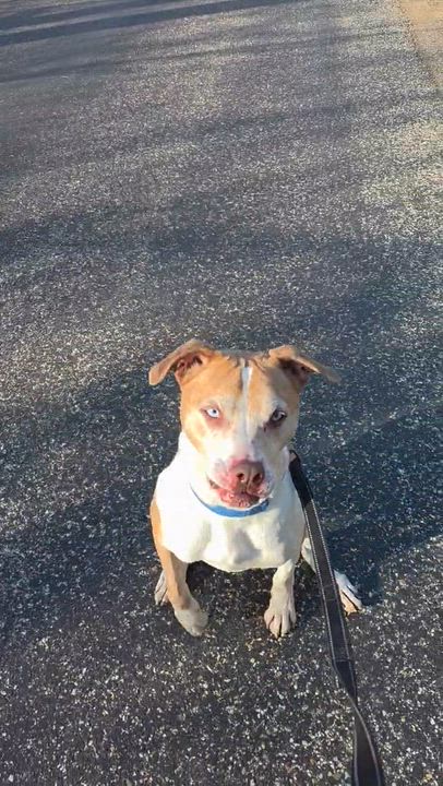 Enlarge Cash (Aka. Folsom), a Adoptable mixed breed in Lacon, IL video 3/5