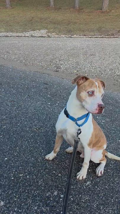 Enlarge Cash (Aka. Folsom), a Adoptable mixed breed in Lacon, IL video 4/5