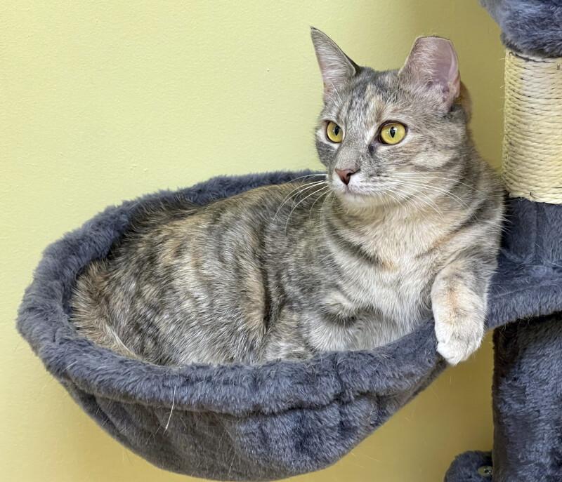 Cher, Adoptable, Adult Female Domestic Short Hair.